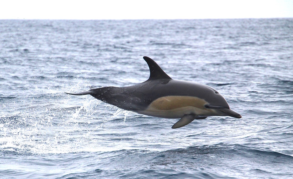 flying dolphin flying dolphin